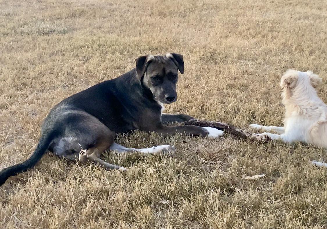 Enlarge Abby, a Adoptable mixed breed in Johnson City, TX image 1/3