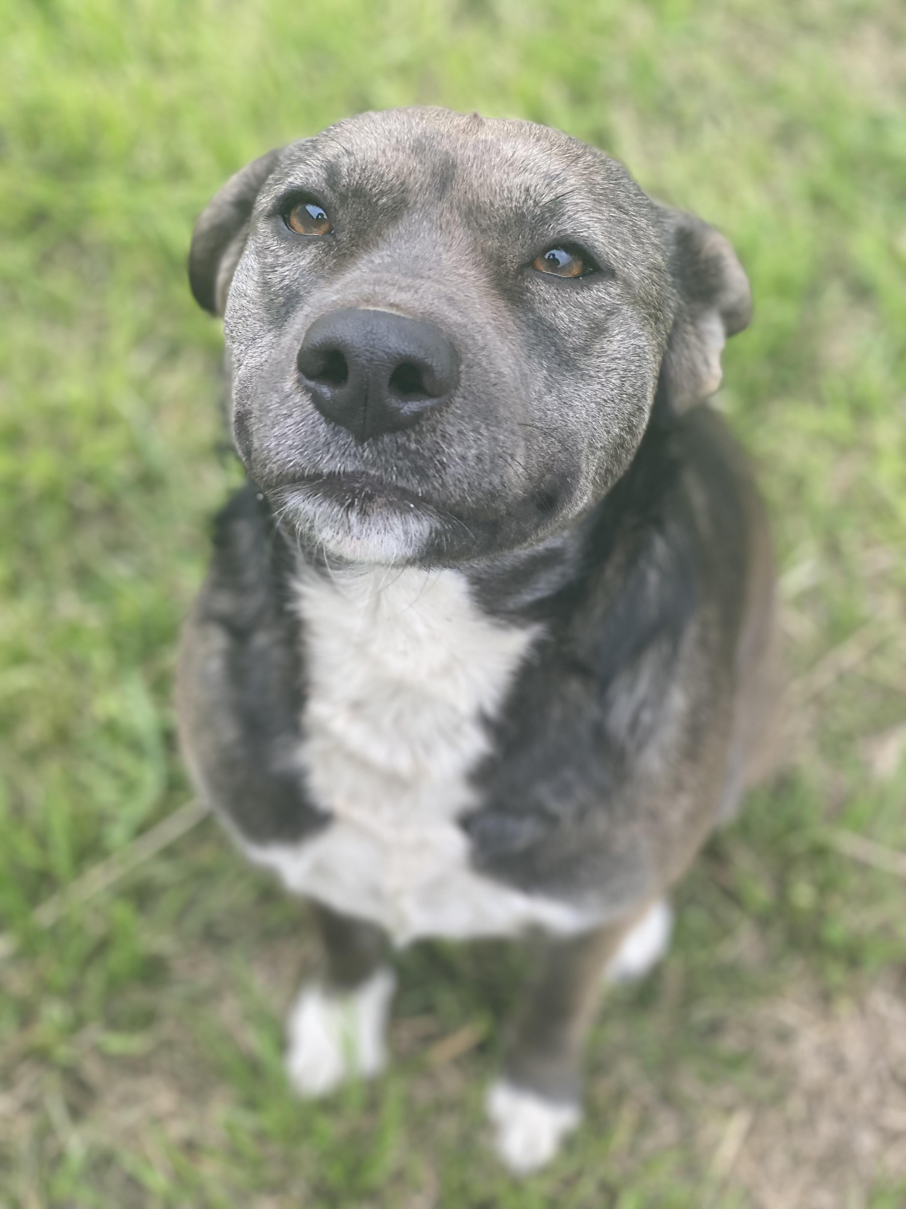 Enlarge Abby, a Adoptable mixed breed in Johnson City, TX image 2/3