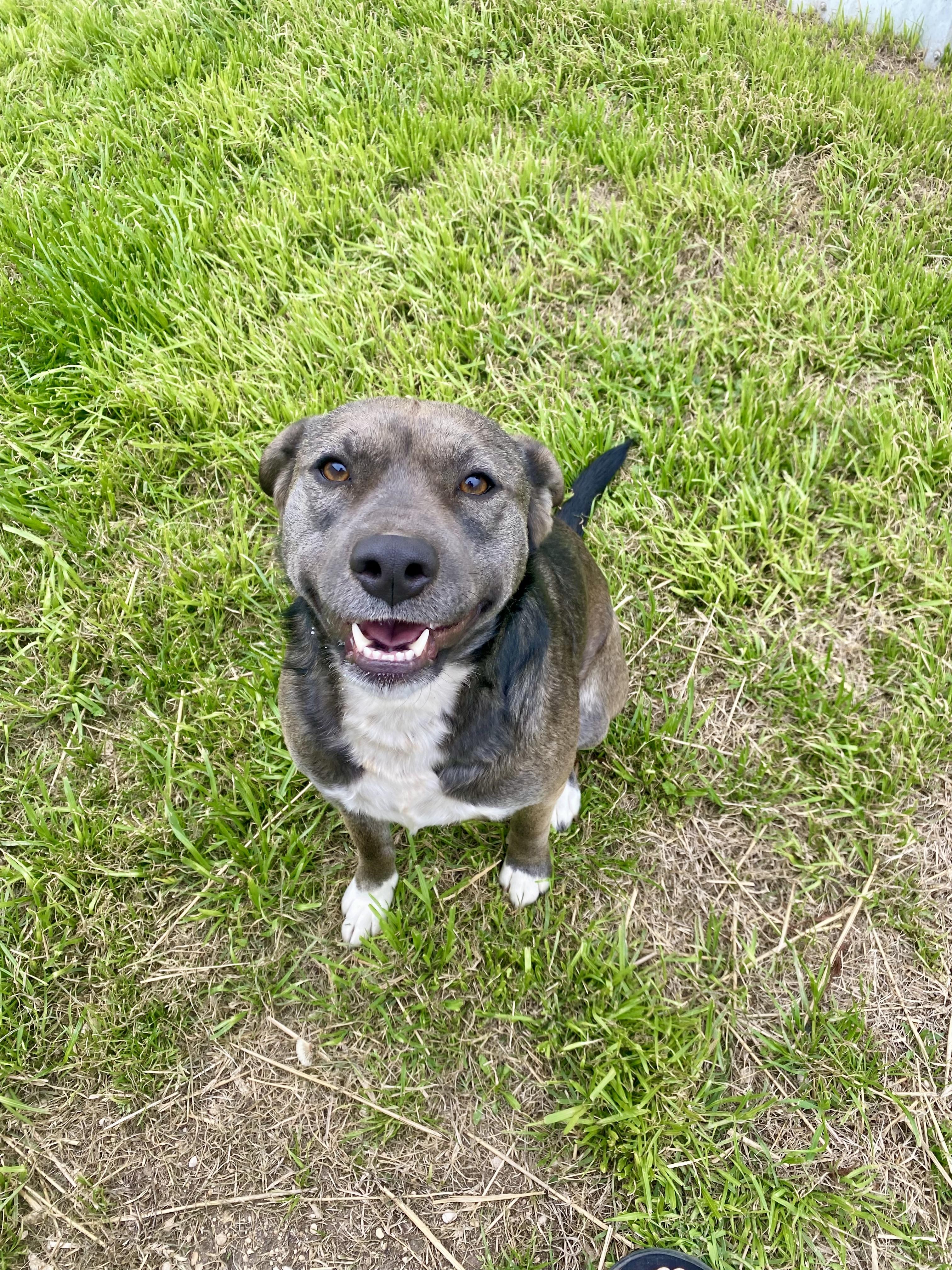 Enlarge Abby, a Adoptable mixed breed in Johnson City, TX image 3/3