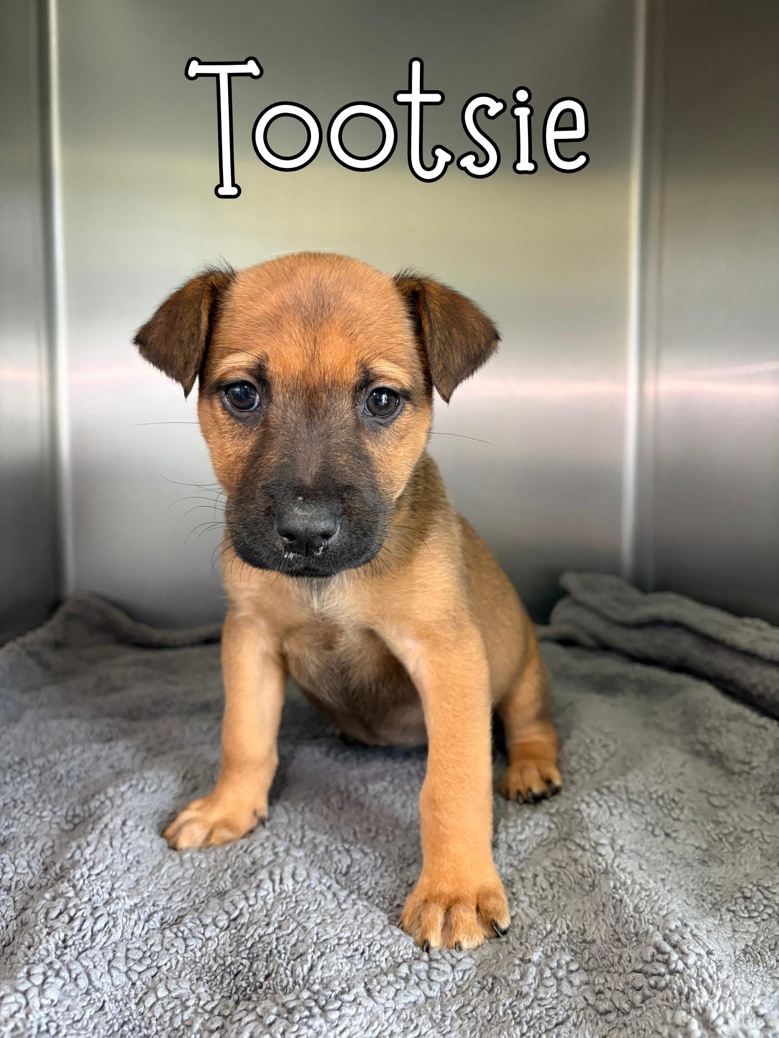 Enlarge Tootsie, a ADOPTABLE mixed breed in Universal City, TX image 1/1