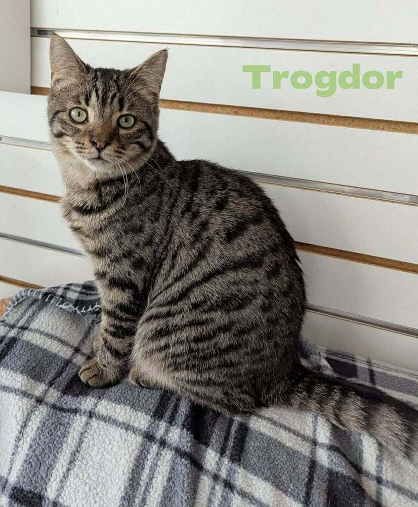 Enlarge Trogdor, a Adoptable Domestic Short Hair in New Baltimore, MI image 1/1