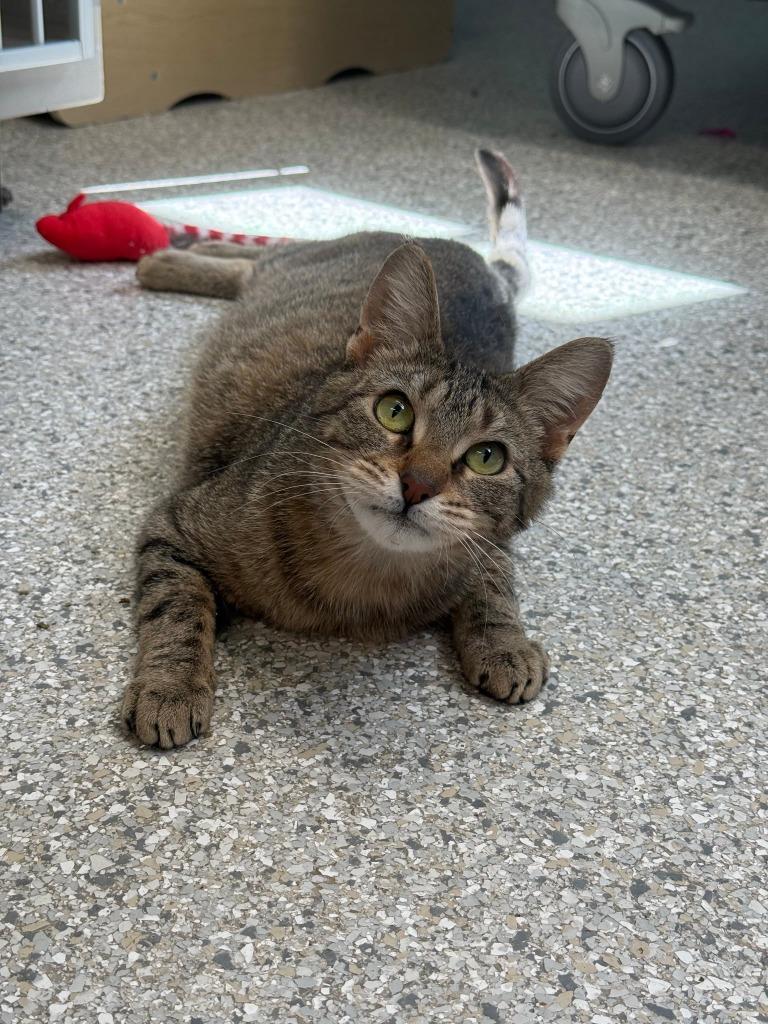 Breeze, Adoptable, Young Female Domestic Short Hair.