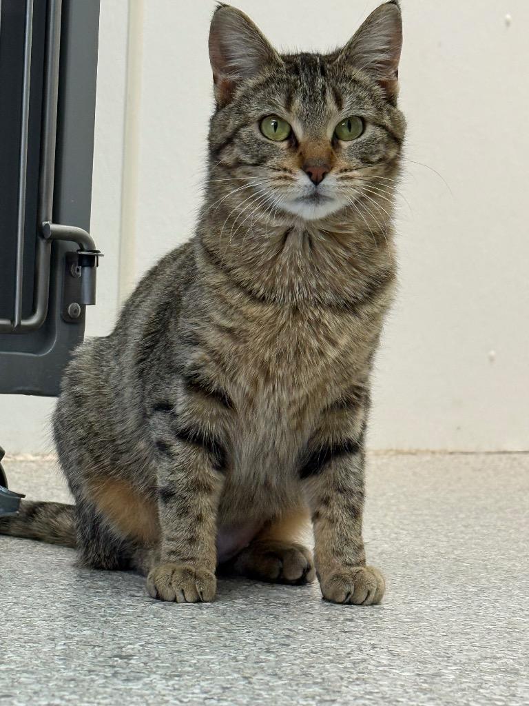 Breeze, Adoptable, Young Female Domestic Short Hair.