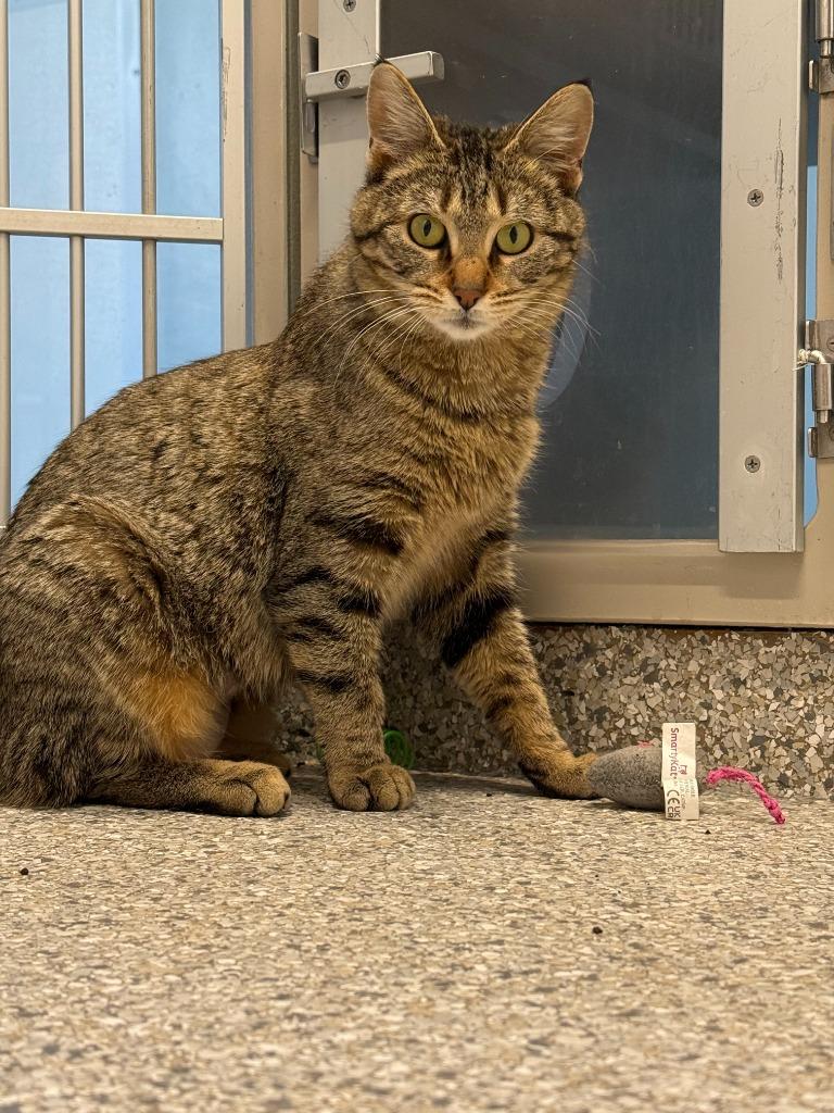 Enlarge Breeze, a Adoptable mixed breed in Viroqua, WI image 2/4