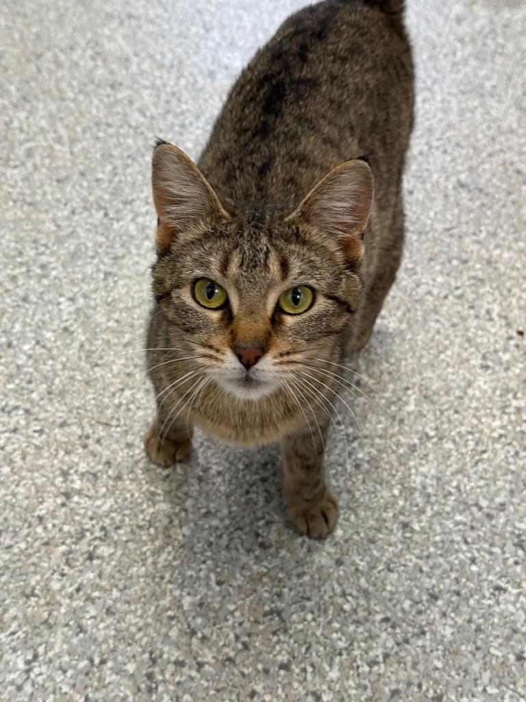 Enlarge Breeze, a Adoptable mixed breed in Viroqua, WI image 3/6