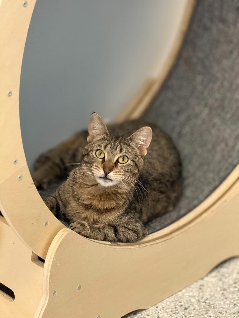 Enlarge Breeze, a Adoptable mixed breed in Viroqua, WI image 4/6