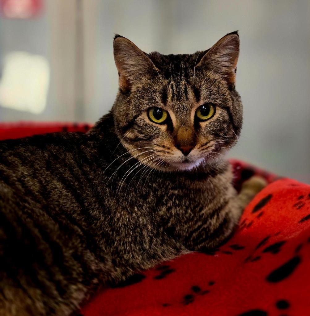 Enlarge Breeze, a Adoptable mixed breed in Viroqua, WI image 1/1