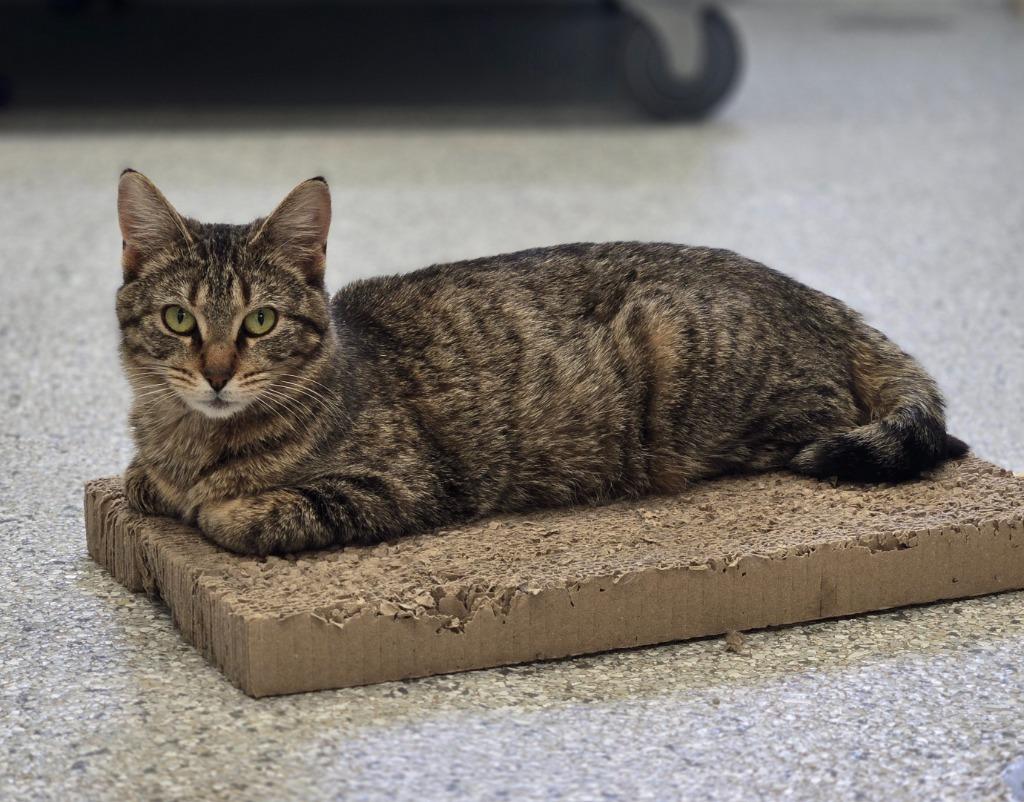 Enlarge Breeze, a Adoptable mixed breed in Viroqua, WI image 4/4