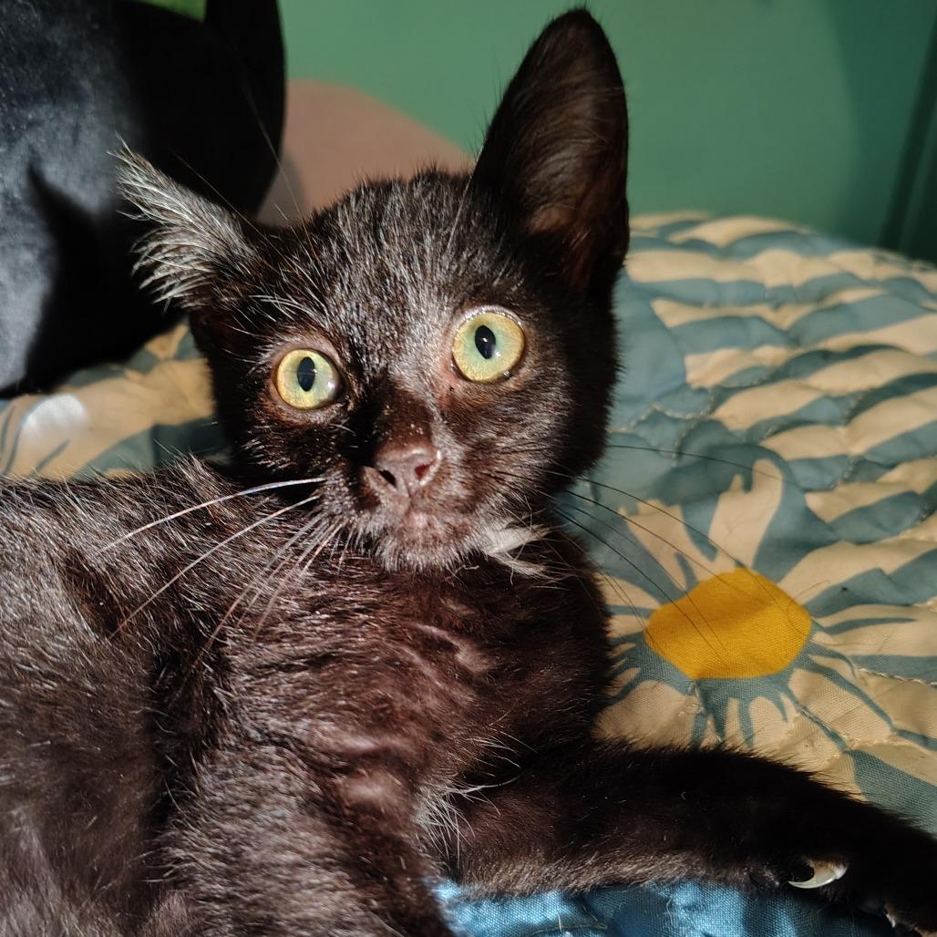 Moonshine, Adoptable, Kitten Male Domestic Short Hair.