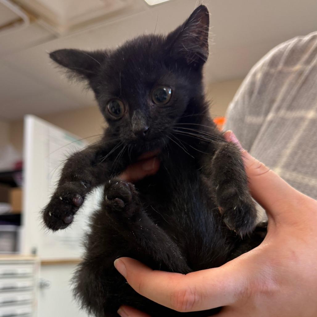 Enlarge Moonshine, a Adoptable Domestic Short Hair in Ashtabula, OH image 2/2