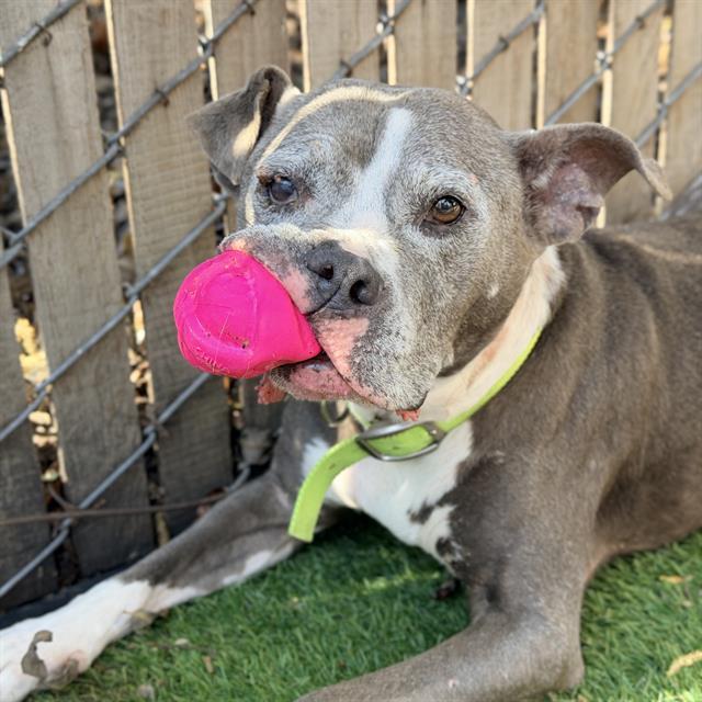 KONA, Adoptable, Senior Female Staffordshire Bull Terrier.