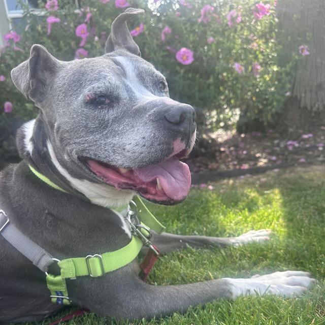 Enlarge KONA, a Adoptable Staffordshire Bull Terrier in Alameda, CA image 1/1