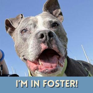 Enlarge KONA, a Adoptable Staffordshire Bull Terrier in Alameda, CA image 1/1