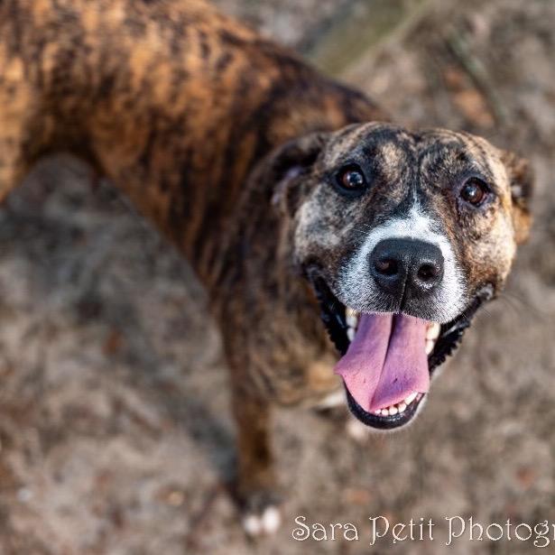 Holley, a Adoptable Mixed Breed in Milton, FL image 1/6