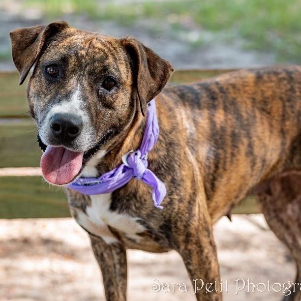 Holley, a Adoptable Mixed Breed in Milton, FL image 2/6
