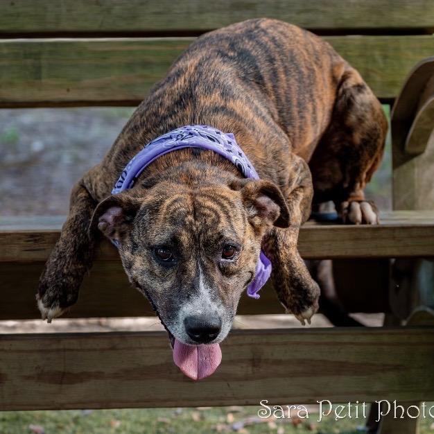 Holley, a Adoptable Mixed Breed in Milton, FL image 3/6