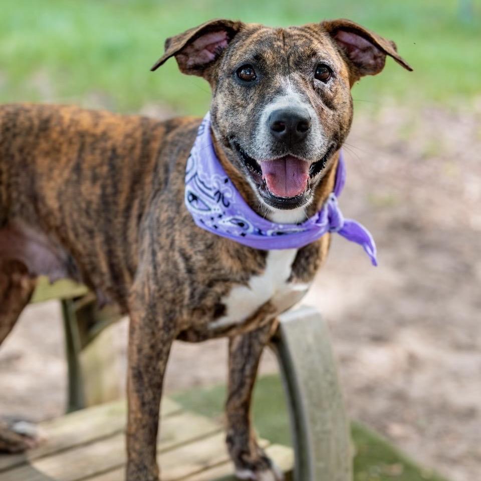 Holley, a Adoptable Mixed Breed in Milton, FL image 4/6