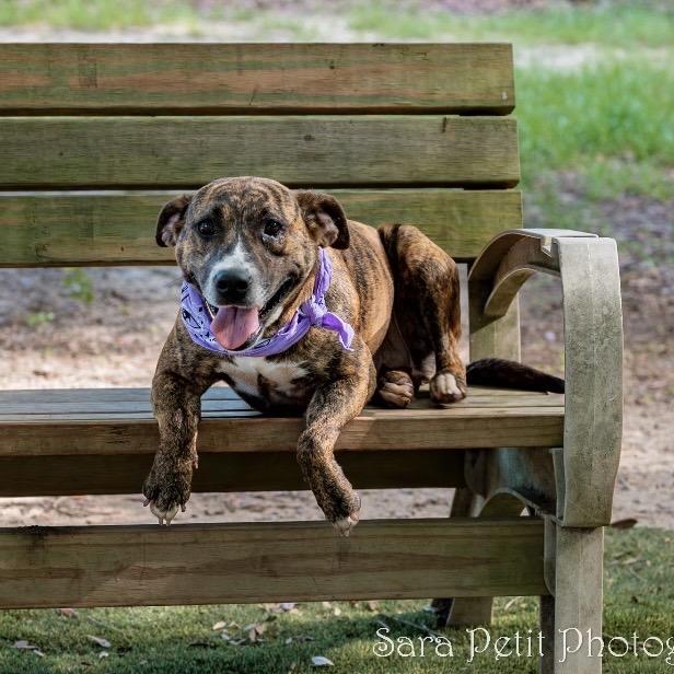 Holley, a Adoptable Mixed Breed in Milton, FL image 5/6