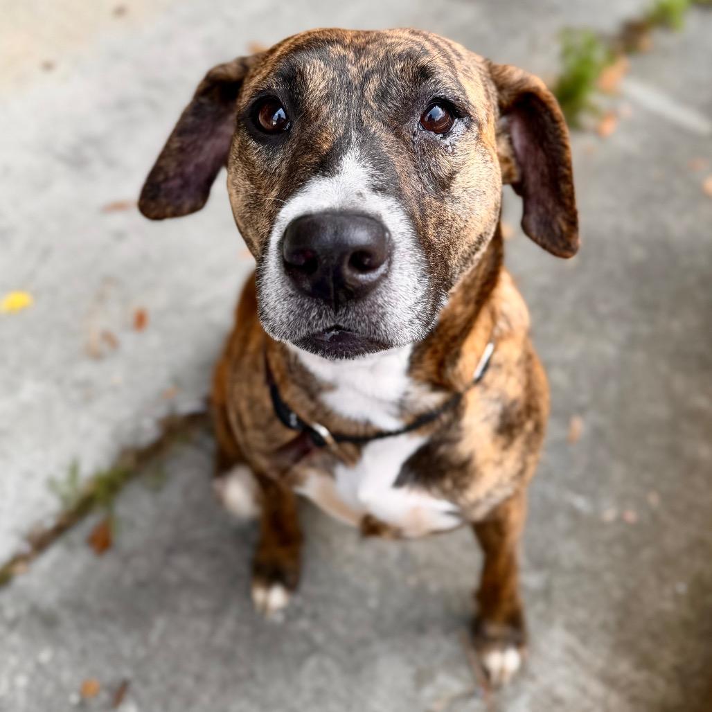 Holley, a Adoptable Mixed Breed in Milton, FL image 6/6
