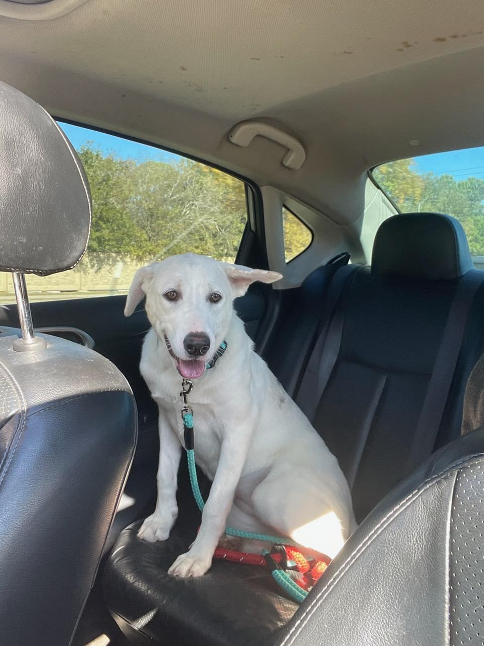 Dot, ADOPTABLE, Young Female Catahoula Leopard Dog & Mixed Breed.