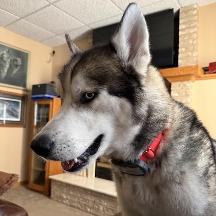 Borris, Adoptable, Adult Male Siberian Husky.
