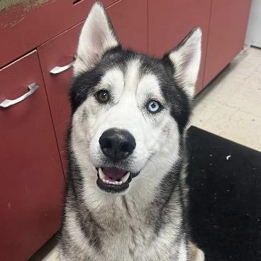 Enlarge Borris, a Adoptable Siberian Husky in Blaine, MN image 2/6