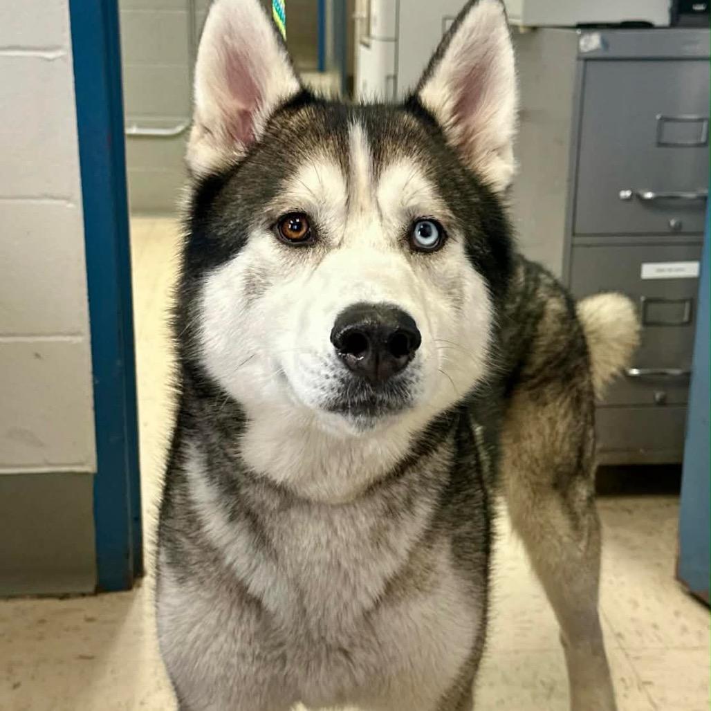 Enlarge Borris, a Adoptable Siberian Husky in Blaine, MN image 3/6