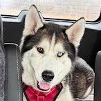 Enlarge Borris, a Adoptable Siberian Husky in Blaine, MN image 4/6