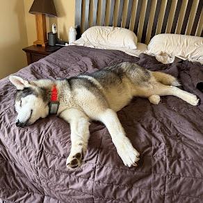 Enlarge Borris, a Adoptable Siberian Husky in Blaine, MN image 5/6
