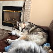 Enlarge Borris, a Adoptable Siberian Husky in Blaine, MN image 6/6