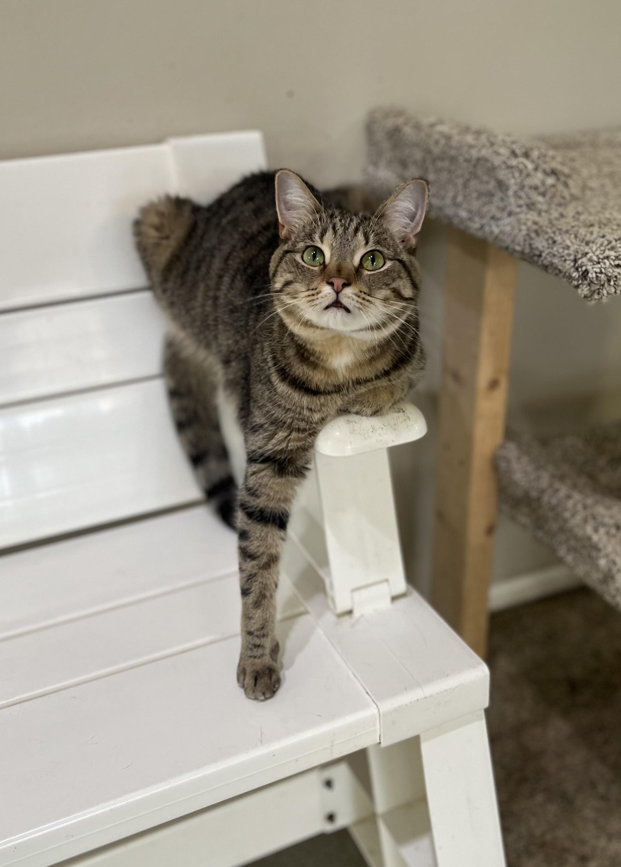 Enlarge Samara, a Adoptable Domestic Short Hair in Toledo, OH image 1/3