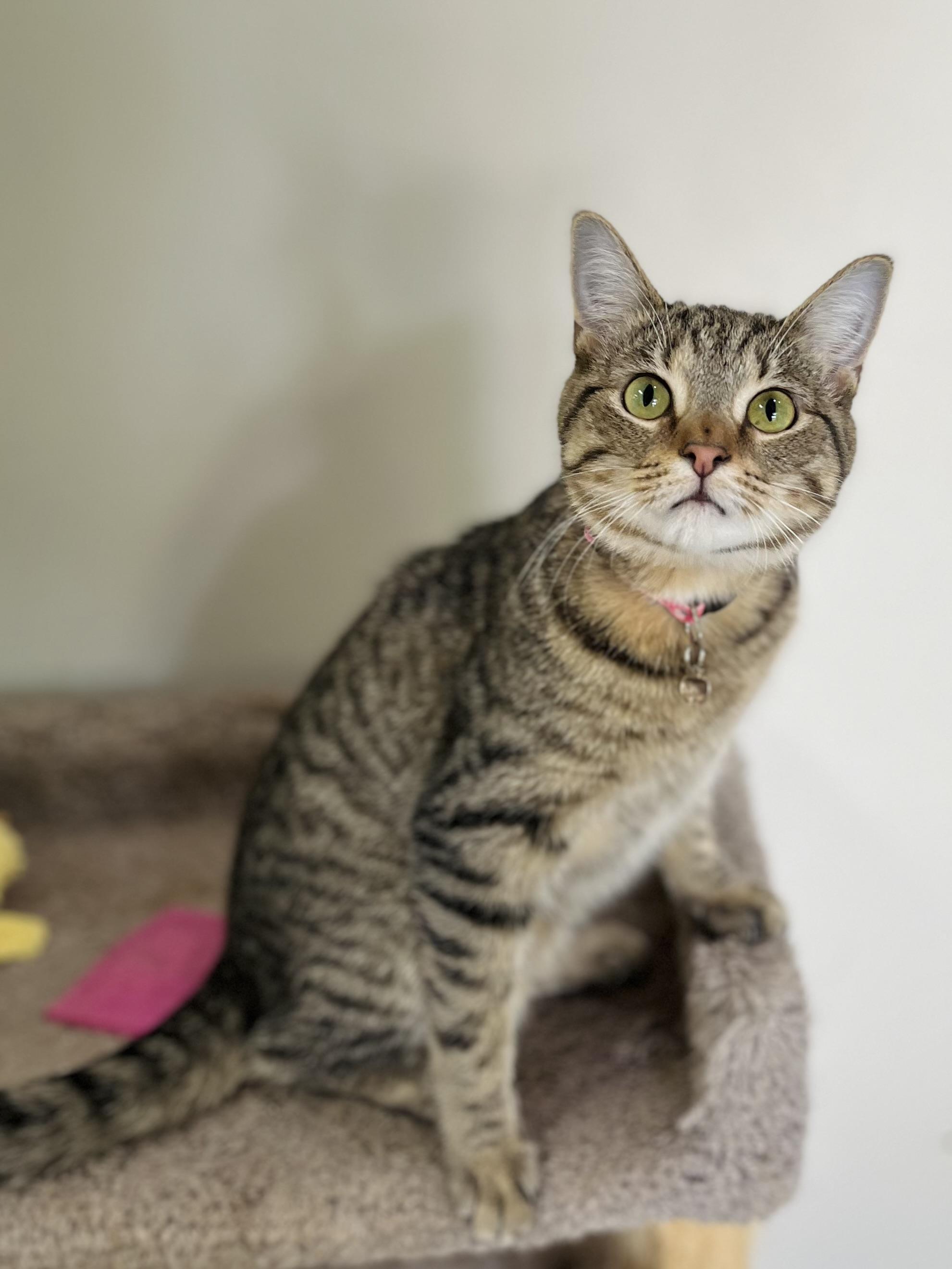 Enlarge Samara, a Adoptable Domestic Short Hair in Toledo, OH image 2/3