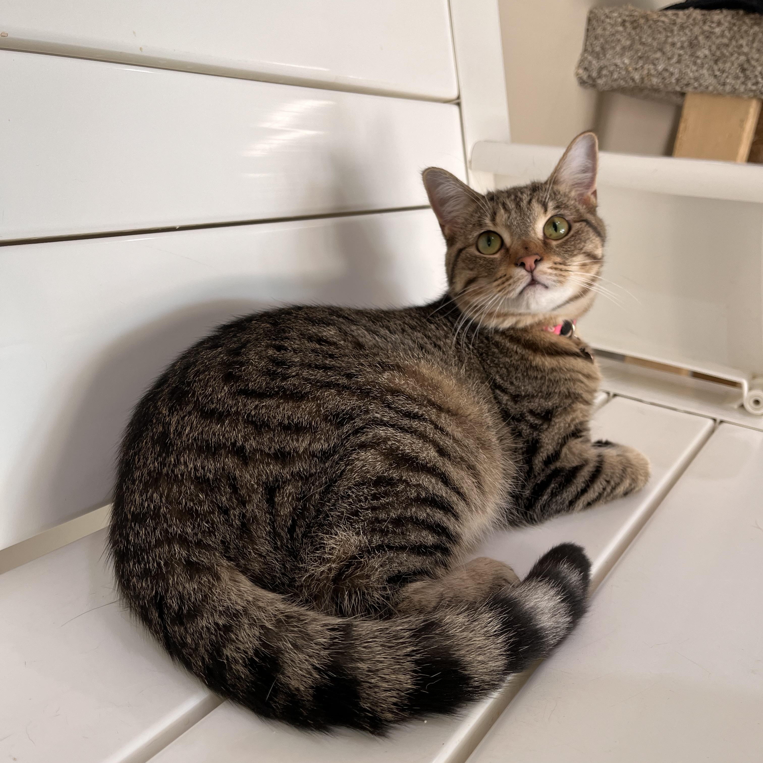 Enlarge Samara, a Adoptable Domestic Short Hair in Toledo, OH image 3/3