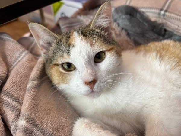 Taki, an adoptable Domestic Short Hair in Spencerville, ON, K0E 1X0 | Photo Image 1
