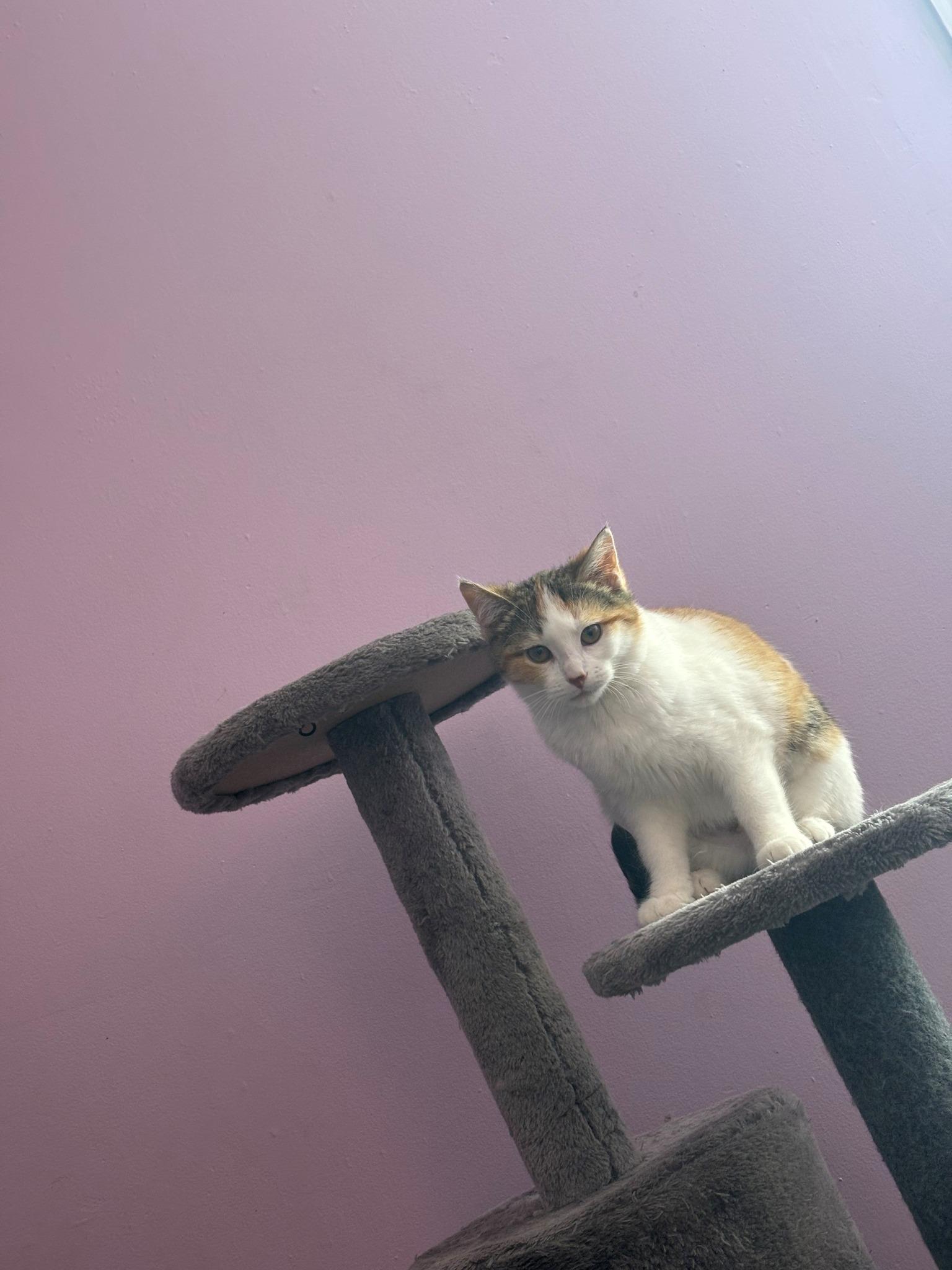 Taki, an adoptable Domestic Short Hair in Spencerville, ON, K0E 1X0 | Photo Image 5