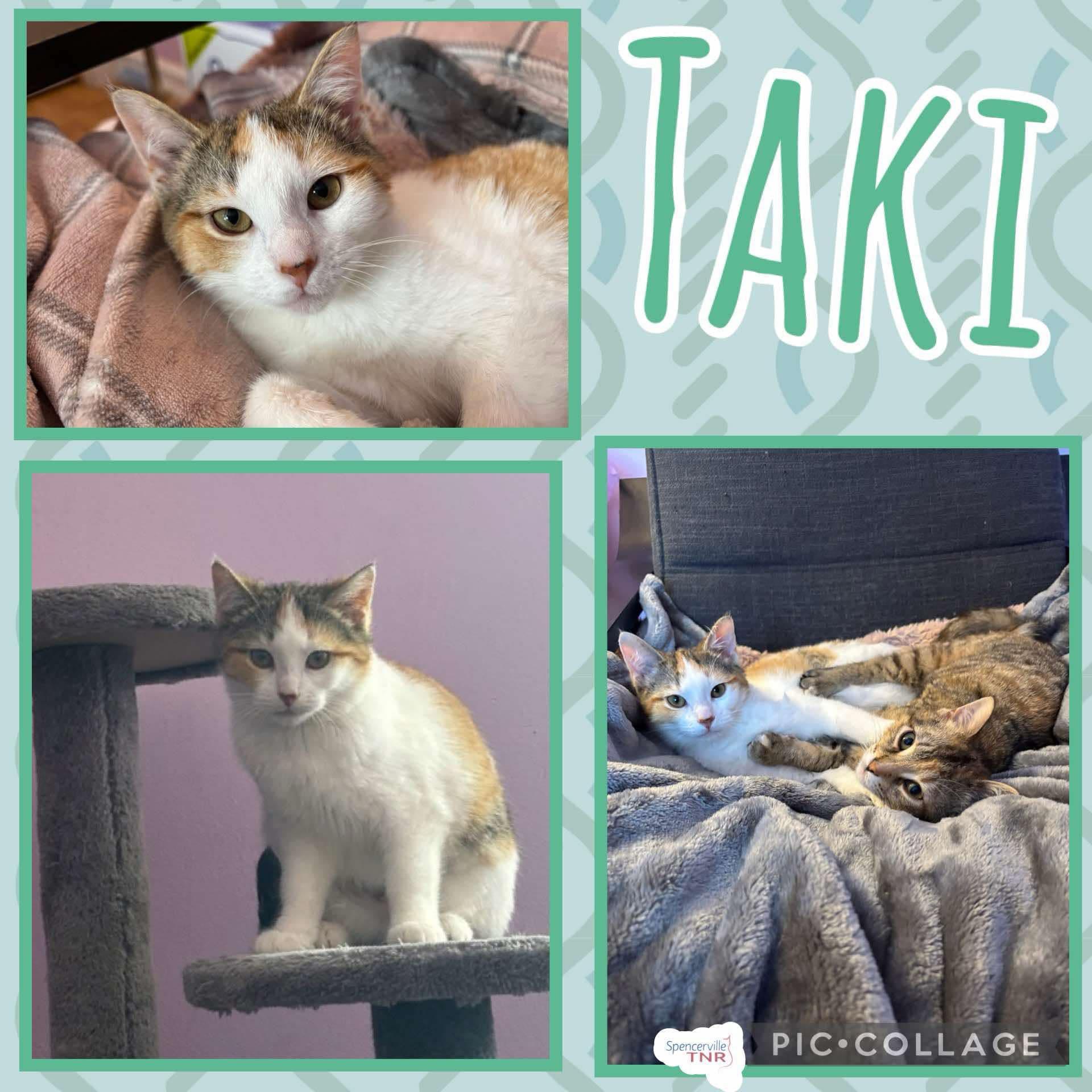 Taki, an adoptable Domestic Short Hair in Spencerville, ON, K0E 1X0 | Photo Image 4