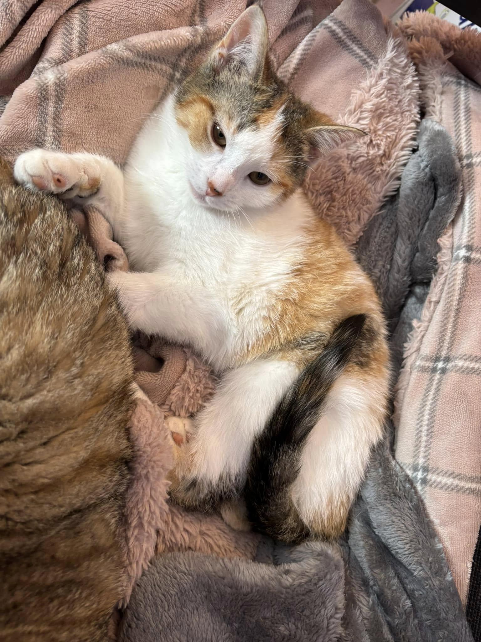 Taki, an adoptable Domestic Short Hair in Spencerville, ON, K0E 1X0 | Photo Image 2