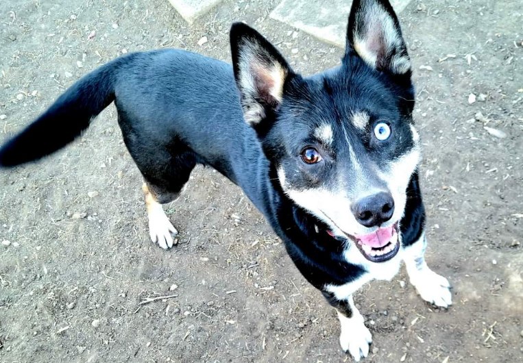 Dog for adoption SKYE, an Australian Kelpie Mix in Beatrice, NE