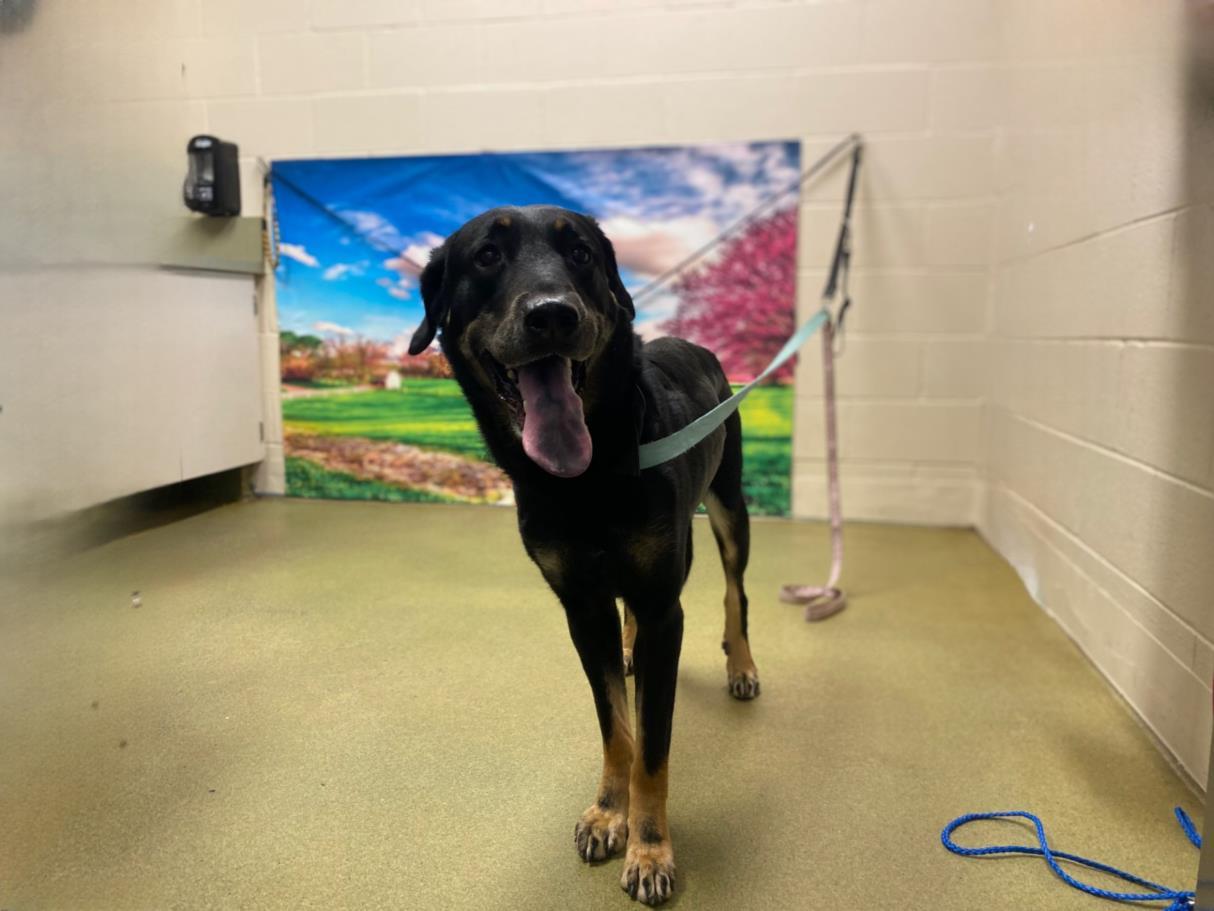 URGENT! HELP ME PLEASE! This DOG - ID#A543312