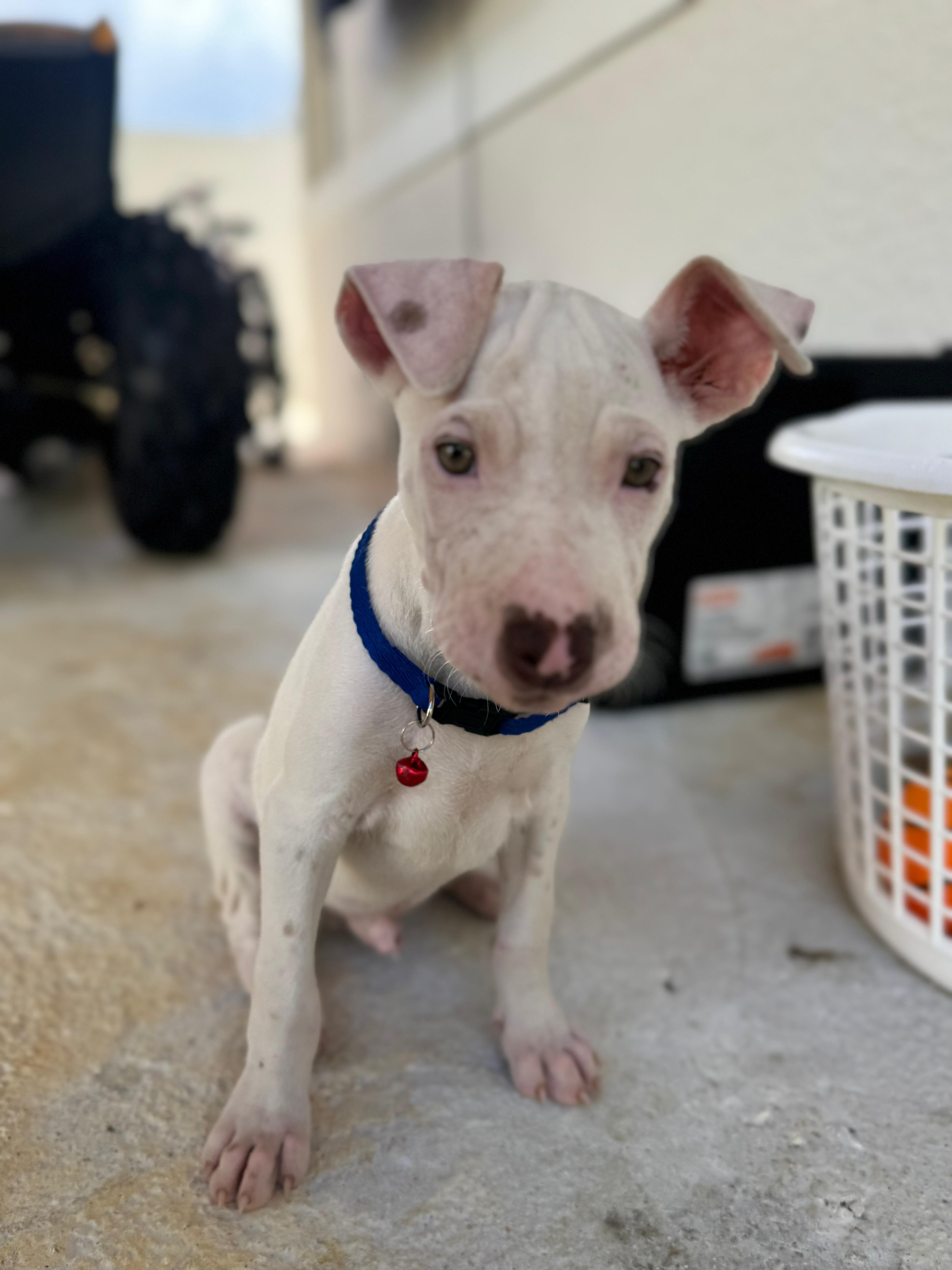 Enlarge Dewey, The Curious Brother, a Adoptable mixed breed in NORTH BERGEN, NJ image 5/6