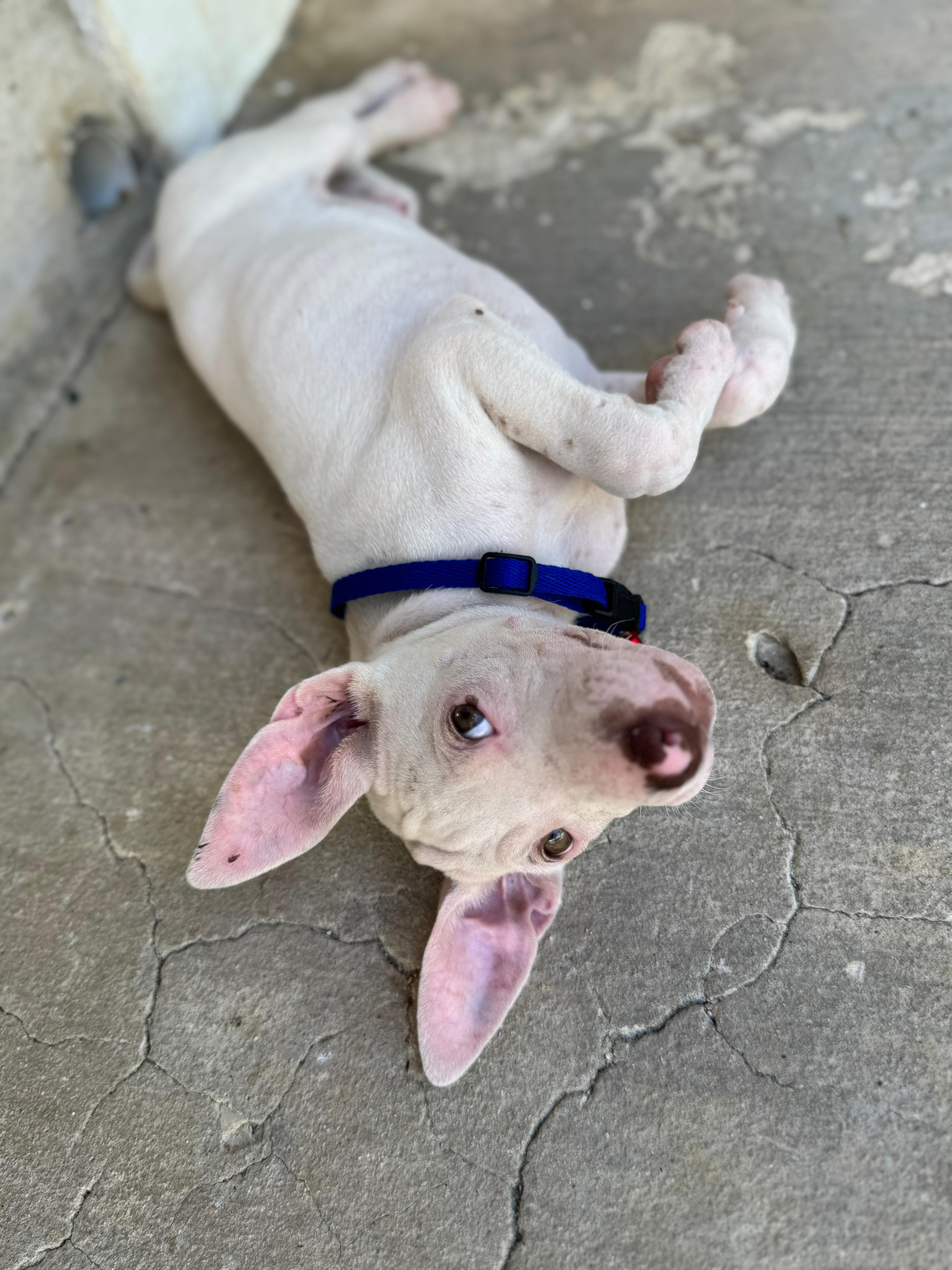 Enlarge Dewey, The Curious Brother, a Adoptable mixed breed in NORTH BERGEN, NJ image 4/6