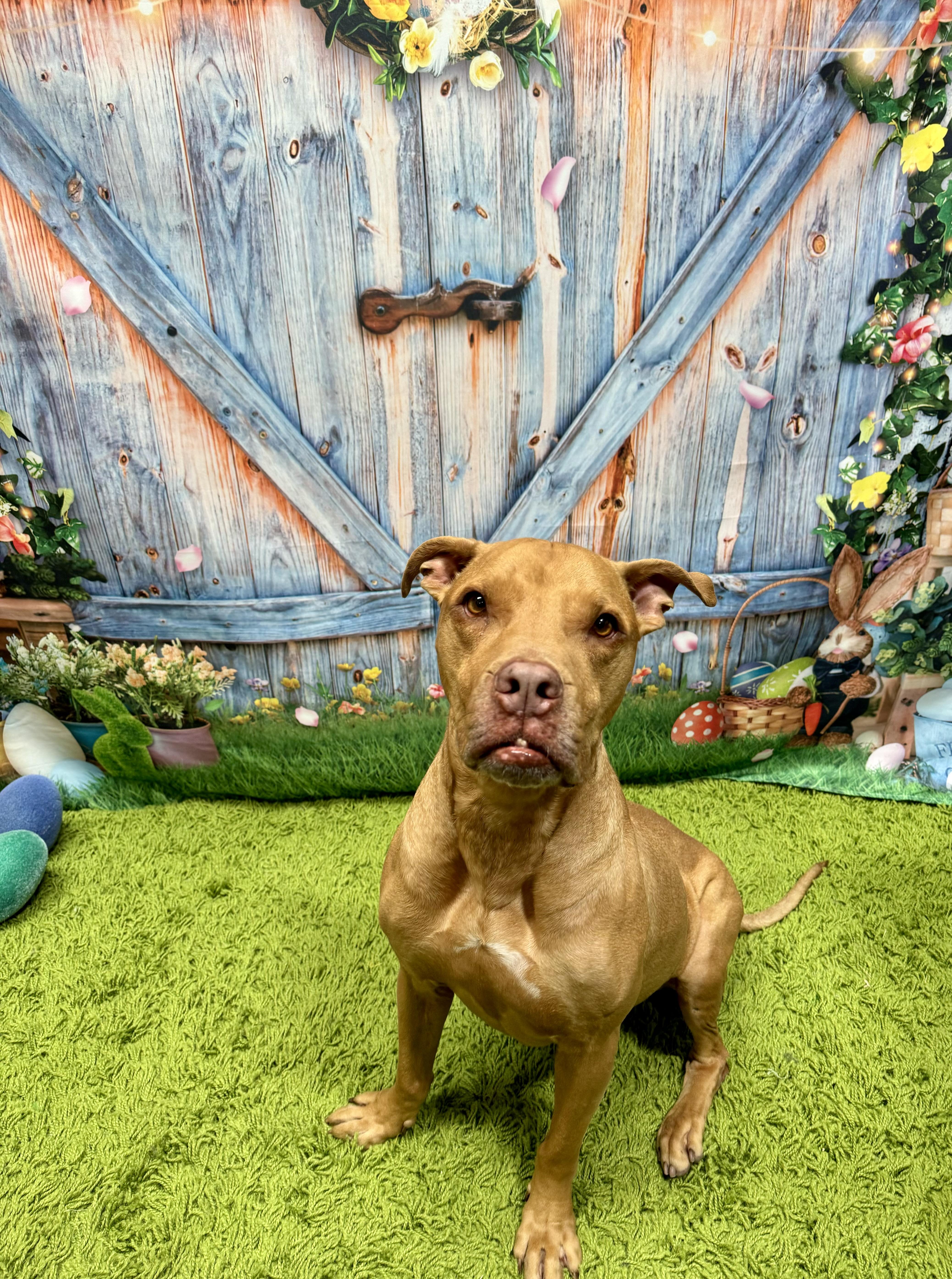 Enlarge Eeyore, a ADOPTABLE mixed breed in Baton Rouge, LA image 3/6