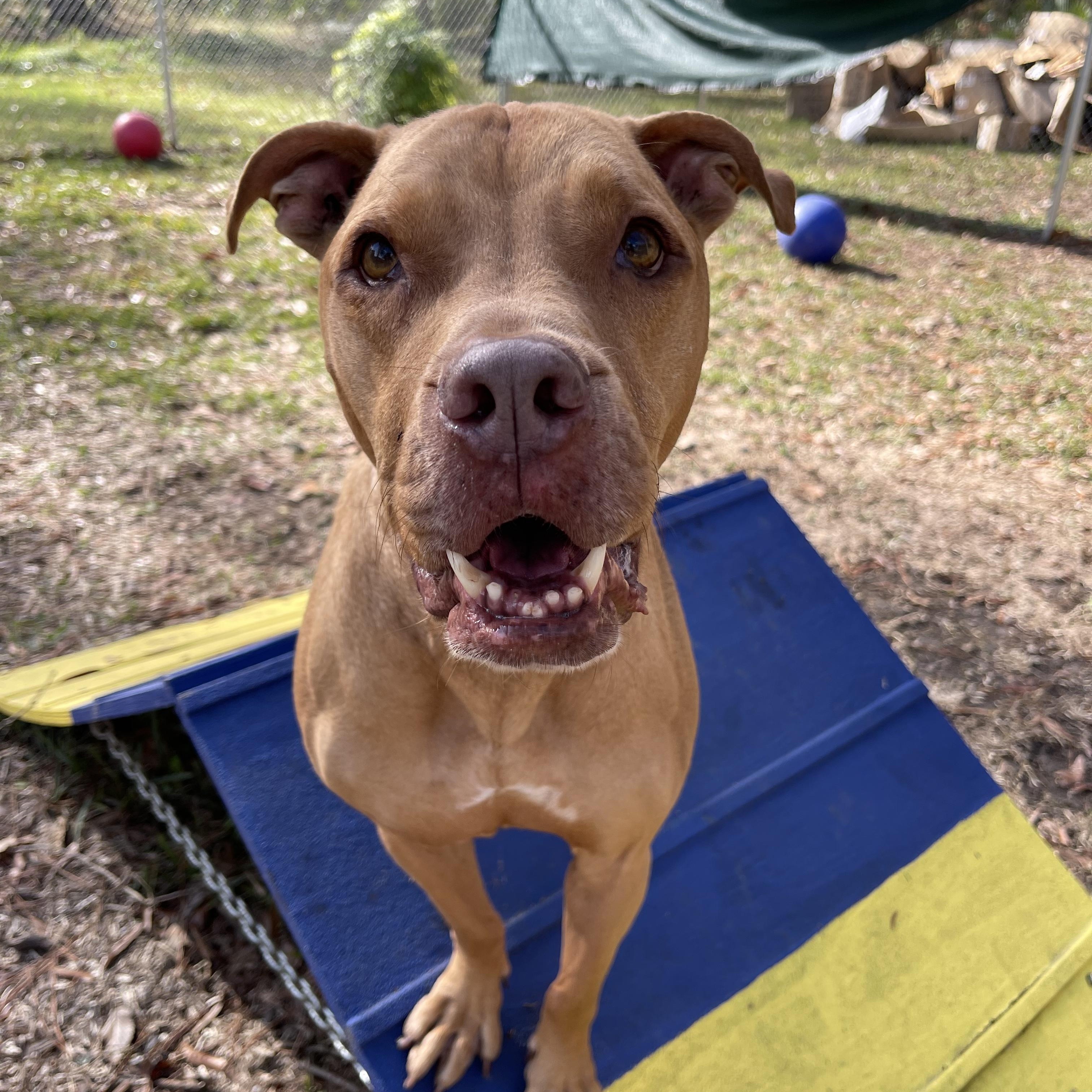 Eeyore, a ADOPTABLE mixed breed in Baton Rouge, LA image 6/6
