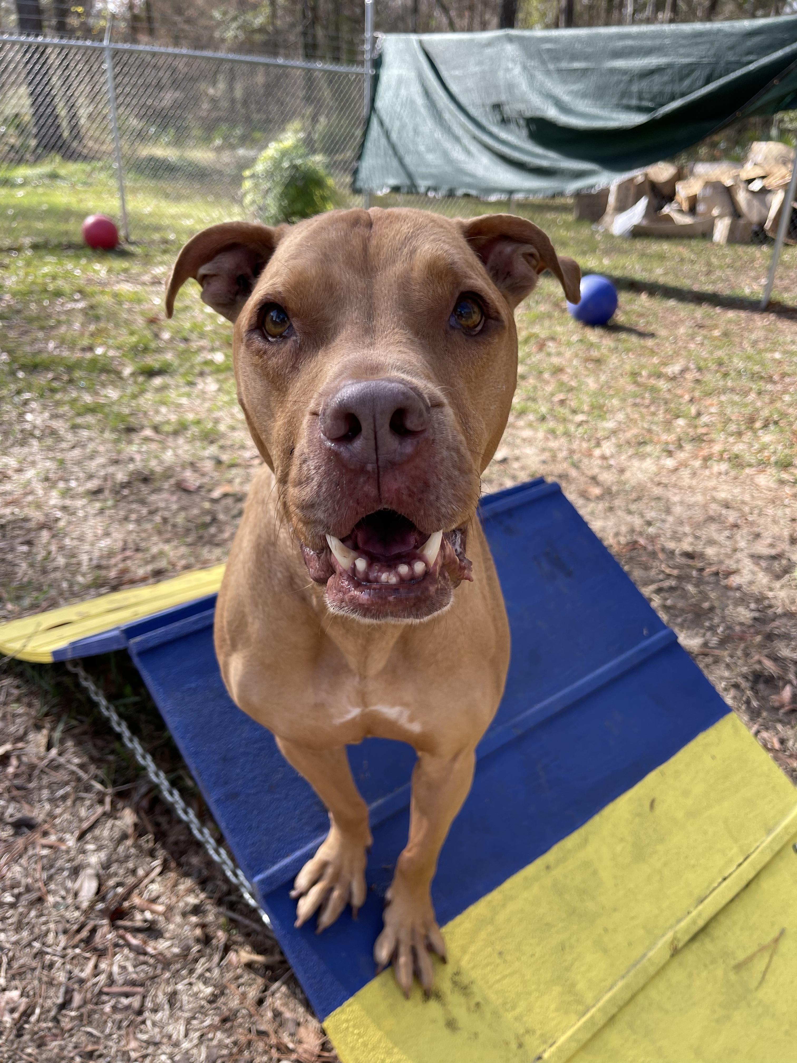 Enlarge Eeyore, a ADOPTABLE mixed breed in Baton Rouge, LA image 6/6