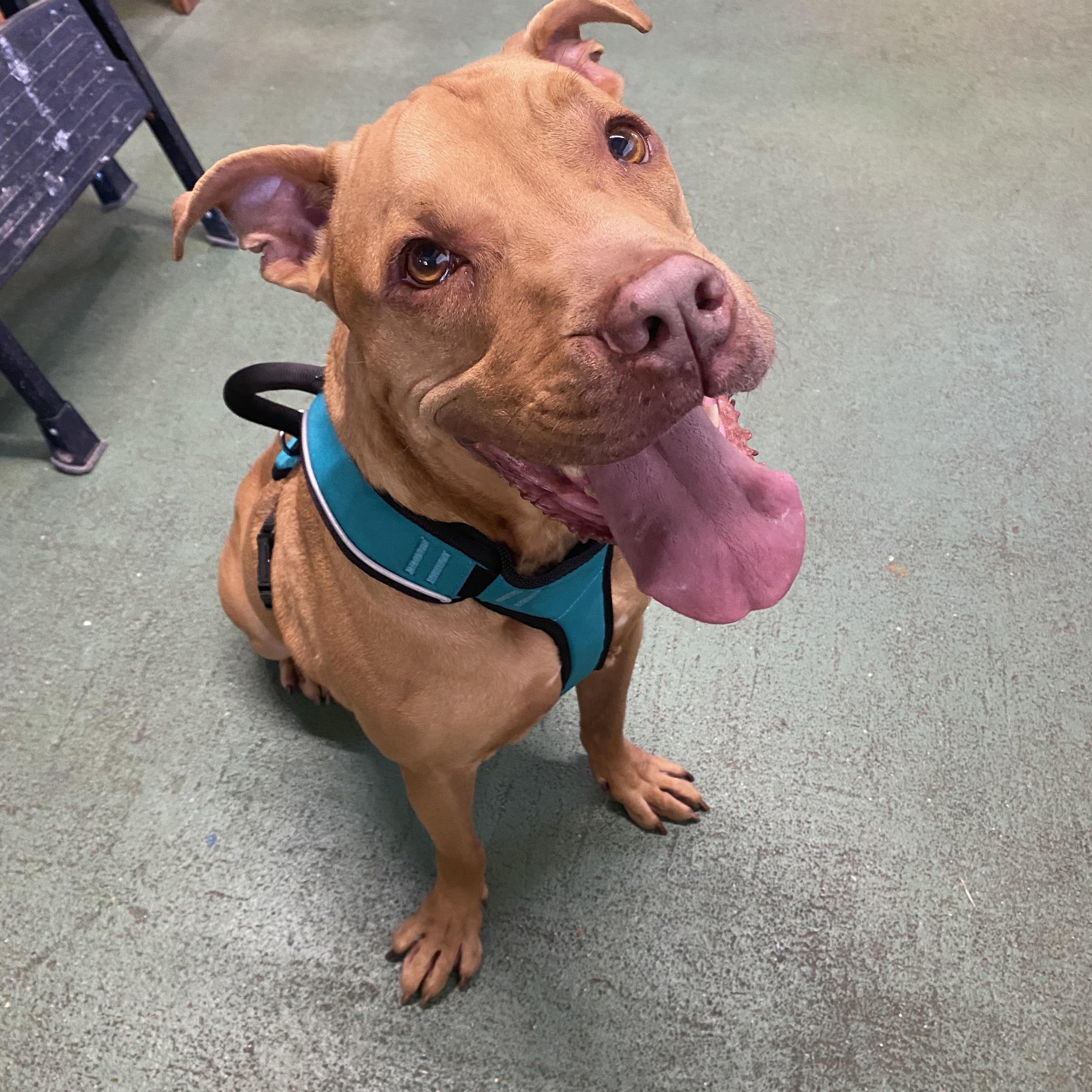 Eeyore, a ADOPTABLE mixed breed in Baton Rouge, LA image 5/6