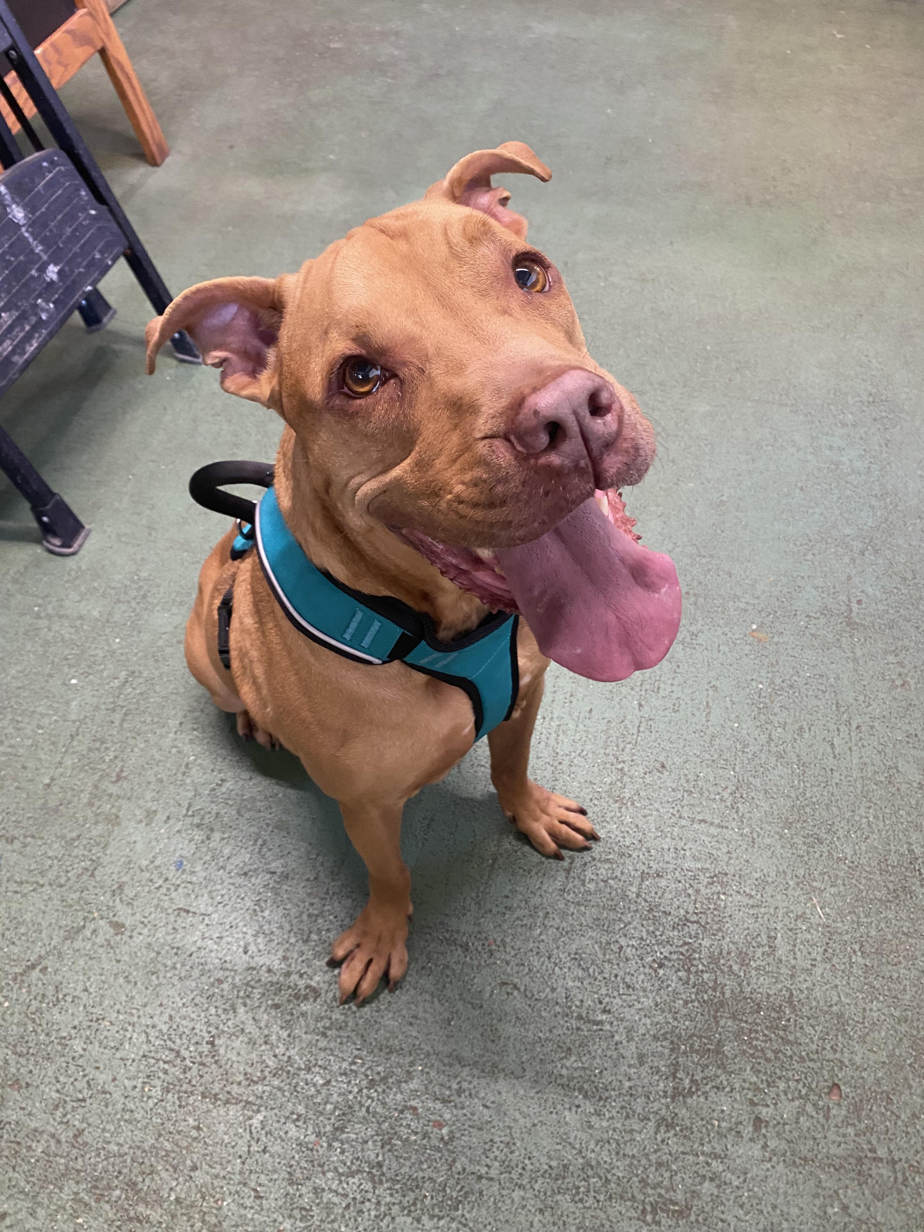 Enlarge Eeyore, a ADOPTABLE mixed breed in Baton Rouge, LA image 5/6