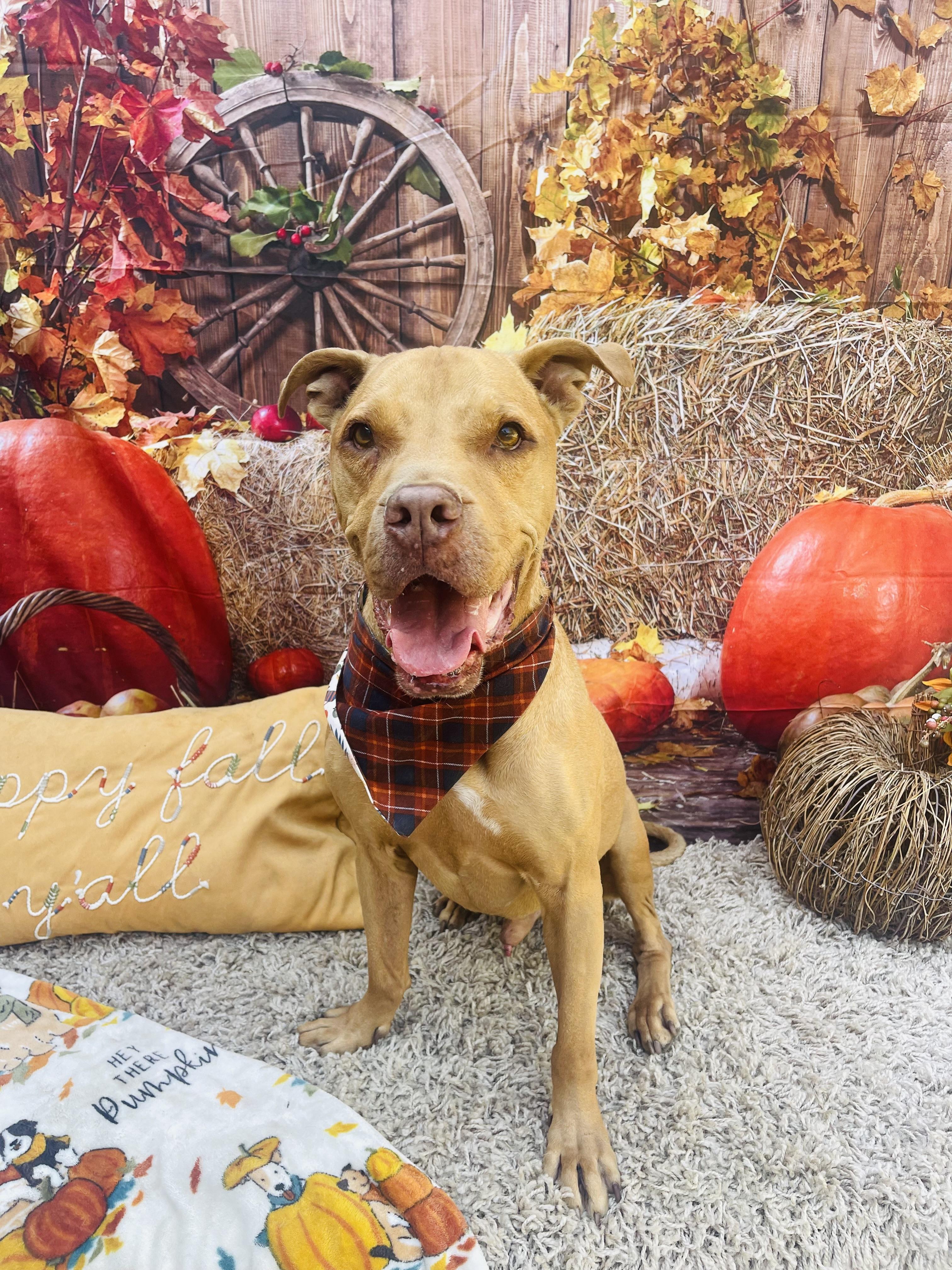 Eeyore, ADOPTABLE, Adult Male Pit Bull Terrier.