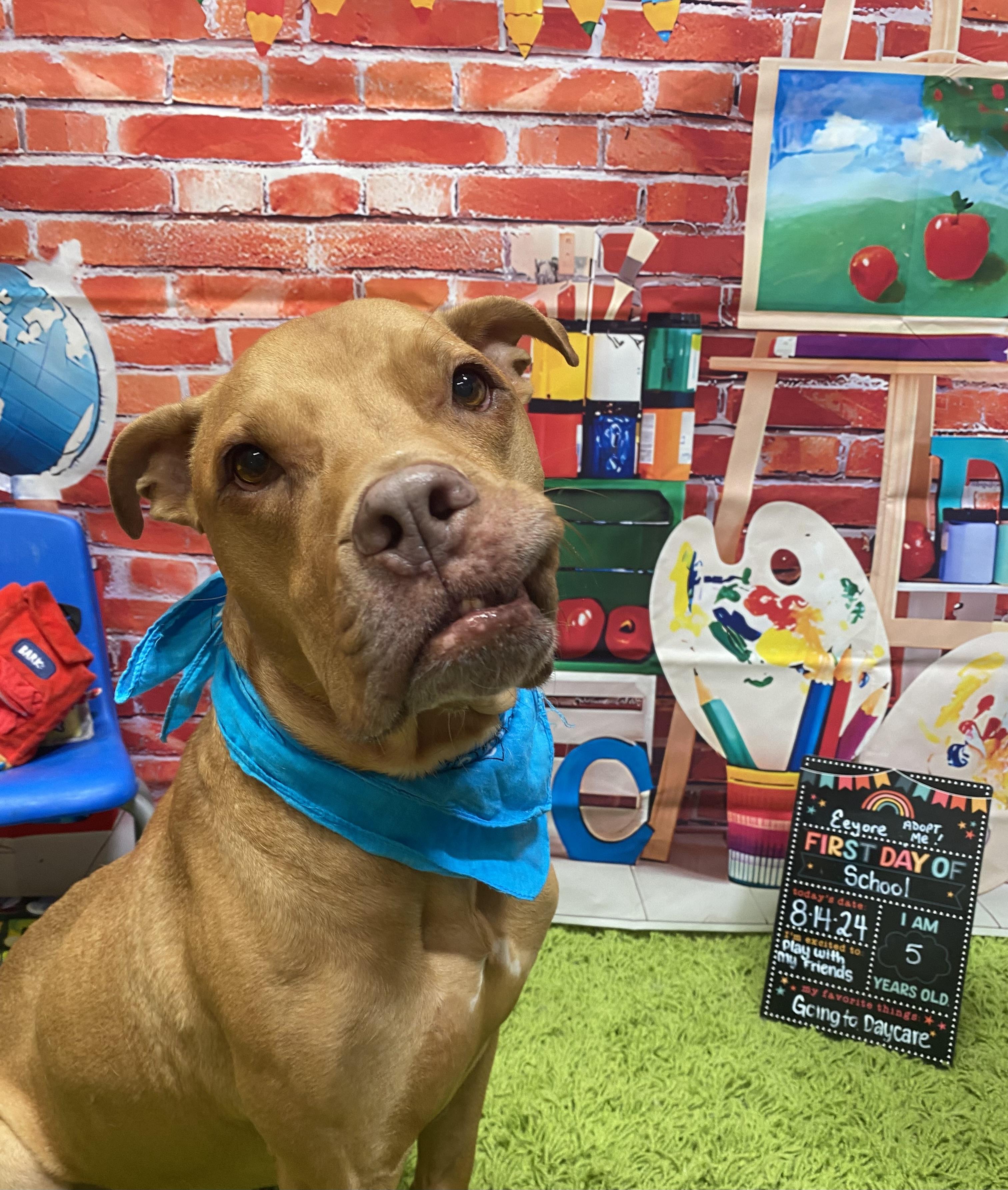 Enlarge Eeyore, a ADOPTABLE mixed breed in Baton Rouge, LA image 4/6