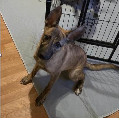 Enlarge Archer, a ADOPTABLE mixed breed in Tehachapi, CA image 1/1