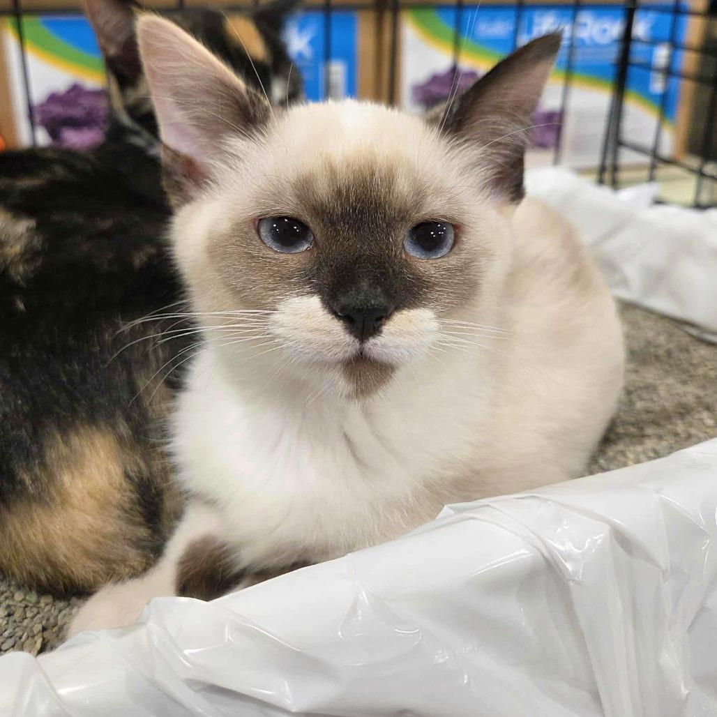 Raleigh (Adopt with a sibling), Adoptable, Kitten Female Domestic Short Hair & Snowshoe.